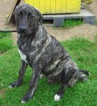 Und so haben wir Osito im Internet gefunden, schon auf den ersten Blich fanden wir ihn Super